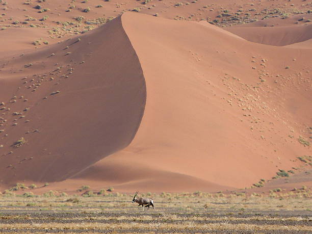 istock Oryx Antelope in front of a huge Namib dune 610965392
