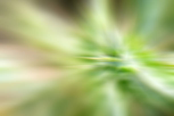 Green blurry plants background.