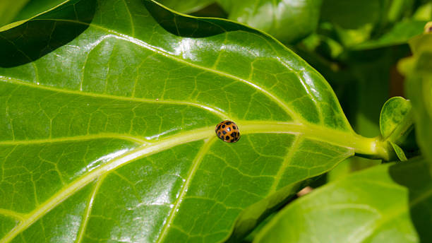istock On the ride of an insect 610968494