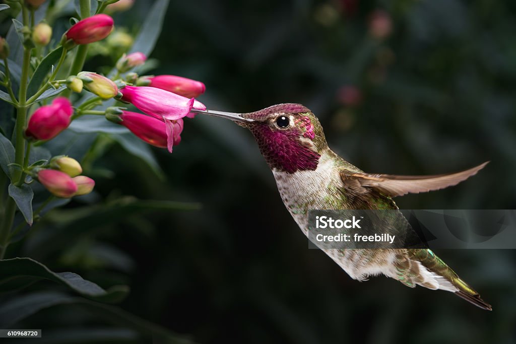 Male Anna's hummingbird visit flowers This is a photograph of a male Anna's hummingbird hovering and visiting flowers. Hummingbird Stock Photo