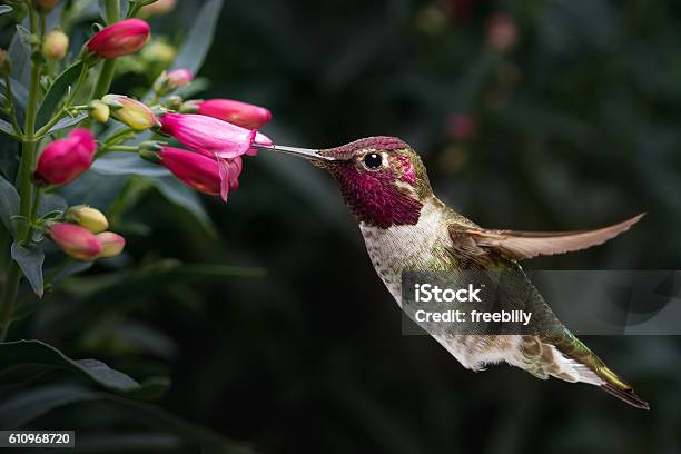 Male Annas Hummingbird Visit Flowers Stock Photo - Download Image Now - Hummingbird, Flower, Pollination