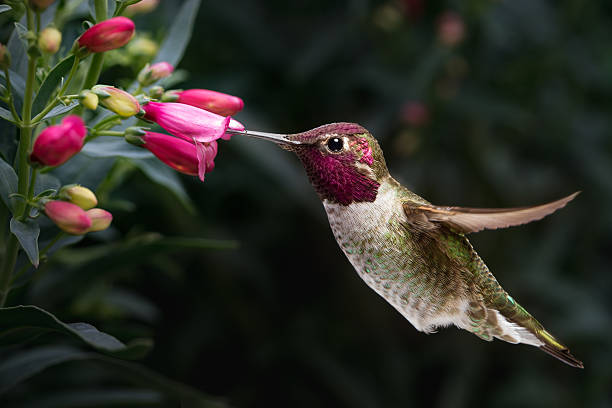 male anna's hummingbird visit flowers - pollination imagens e fotografias de stock