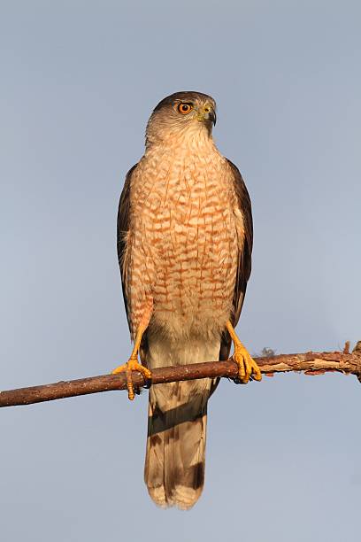2,000+ Free Cooper Hawk & Hawk Photos - Pixabay