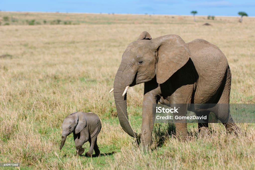 Mother African Elephant and New Baby African elephant (Loxodonta africana) cow and her new week old baby on the Savanna on the Masai Mara. Elephant Calf Stock Photo