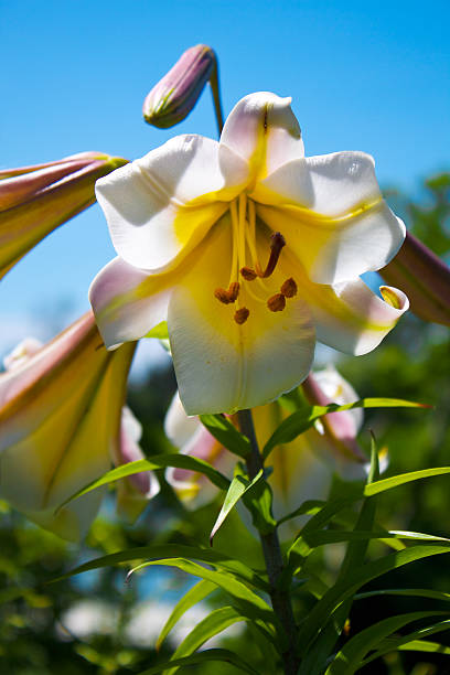 orquídea - kvan imagens e fotografias de stock