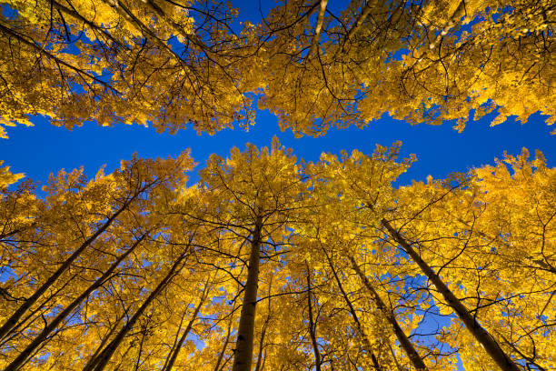 istock Aspen Trees in Autumn with Blue Skies Wide Angle 610971962