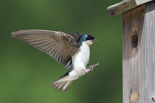istock Tree Swallow Feeding Bringing Food To Nest 610972478
