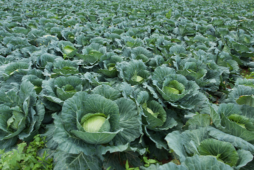 Cabbage cultivation