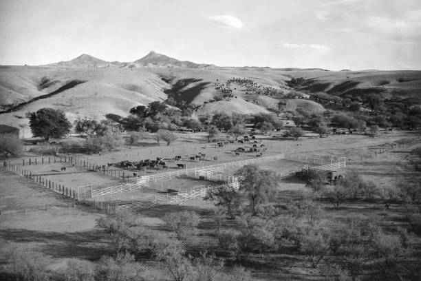 istock cattle drive, Arizona 1947 610972860