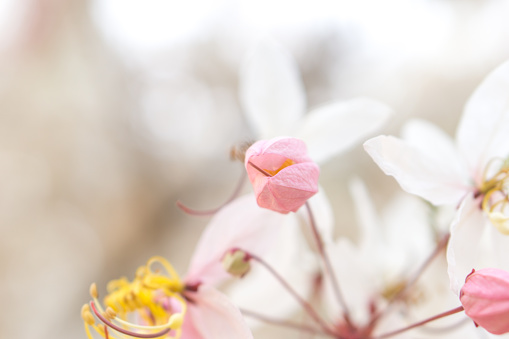 Pink flower of Cassia Bakeriana