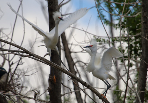 Snowy Egrets abound at City Park in the springtime.