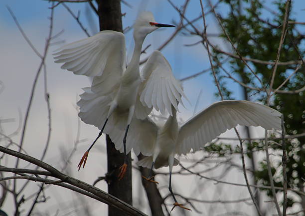 istock Pair of Snowy Egrets Fighting in Trees 610975010