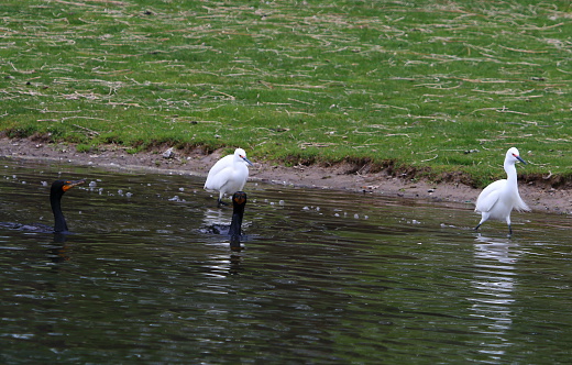 Snowy Egrets abound at City Park in the springtime.