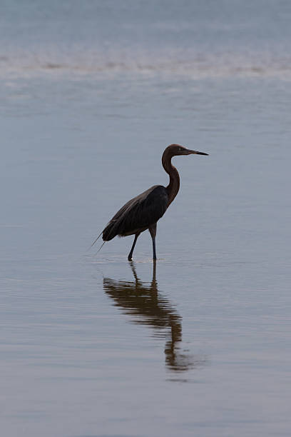 istock Reddish Egret, J.N. ''Ding'' Darling National Wildlife Refuge, S 610975610