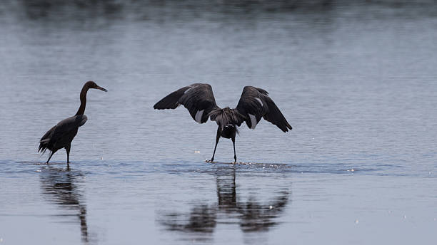 istock Reddish Egrets Foraging, J.N. ''Ding'' Darling National Wildlife 610976336