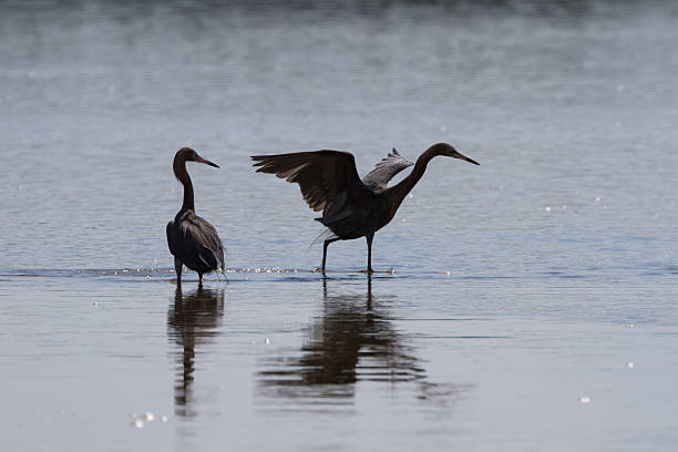 istock Reddish Egrets Foraging, J.N. ''Ding'' Darling National Wildlife 610976450