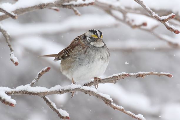 istock White-throated Sparrow (zonotrichia albicollis) in Snow 610976808