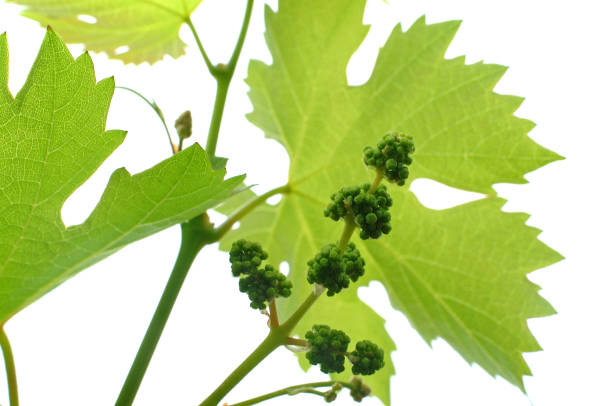 istock Baby Sauvignon Blanc Grapes 610977326