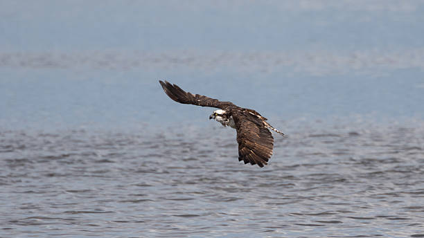 istock Osprey Flying, J.N. ''Ding'' Darling National Wildlife Refuge, S 610978074