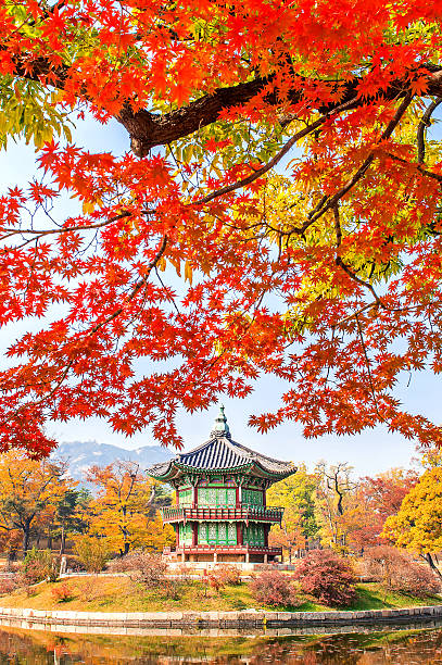 istock Gyeongbukgung and Maple tree in autumn. 610979564