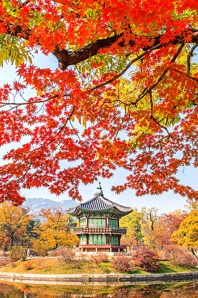 gyeongbukgung i klon jesienią. - beech leaf low angle view deciduous tree tree trunk zdjęcia i obrazy z banku zdjęć
