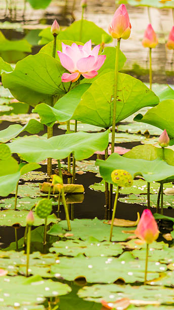 istock Beautiful pink lotus flower in pond. 610981268