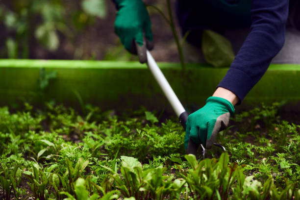 istock enjoy my relaxing gardening activity 610982098
