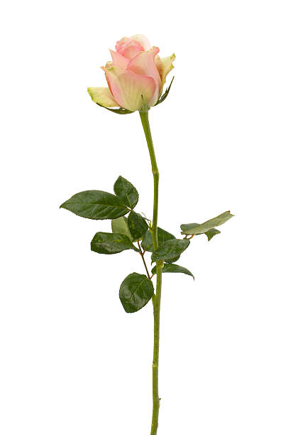 istock Beautiful rose   isolated on white background 610982114