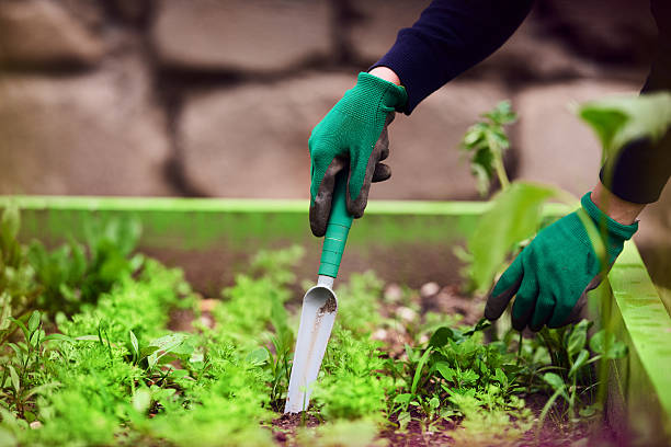 my way to relax is planting seeds side view of gardening activity, unrecognizable woman hands wearing gloves, with her work tool planting seeds. sowing spinach seeds stock pictures, royalty-free photos & images