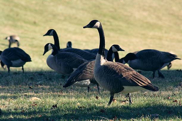 istock Flock of gesse on grass. 610982908