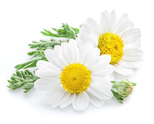 istock Chamomile or camomile flowers. 610984056