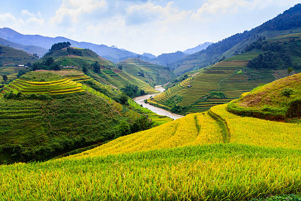 istock Rice fields on terraced in vietnam 610984226
