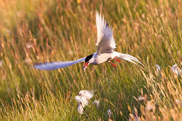 Arctic tern with a fish - Warm evening sun - Common bird in Iceland