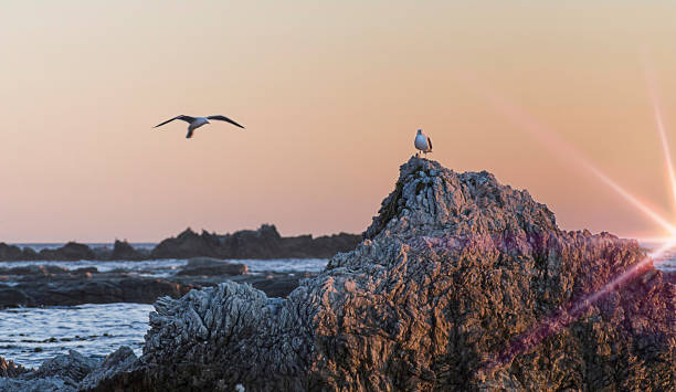 istock Seagulls on the rocks with flare 610984332
