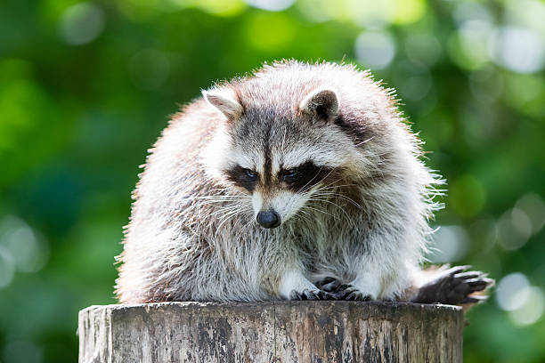 istock Adult racoon on a tree 610984532