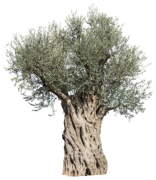 Old olive tree. Old olive tree. File contains clipping paths. olive tree cut out stock pictures, royalty-free photos & images