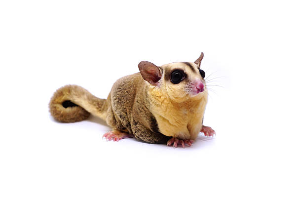 istock White face Sugar glider, Petaurus breviceps, on white background 610985502