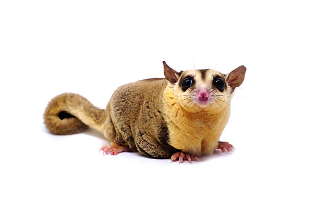 istock White face Sugar glider, Petaurus breviceps, on white background 610985648