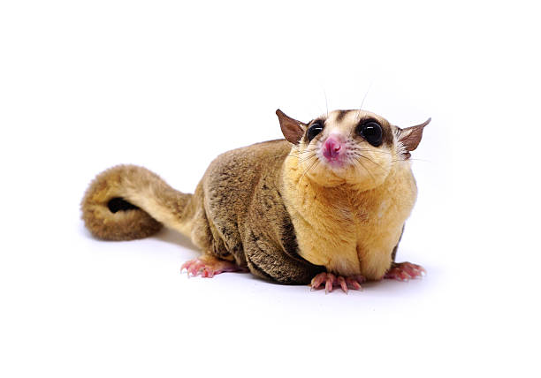 istock White face Sugar glider, Petaurus breviceps, on white background 610985804