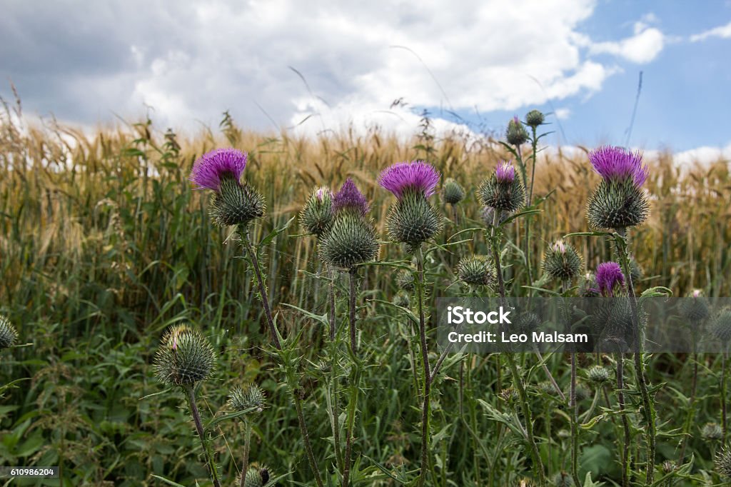 Thistle Animal Wildlife Stock Photo