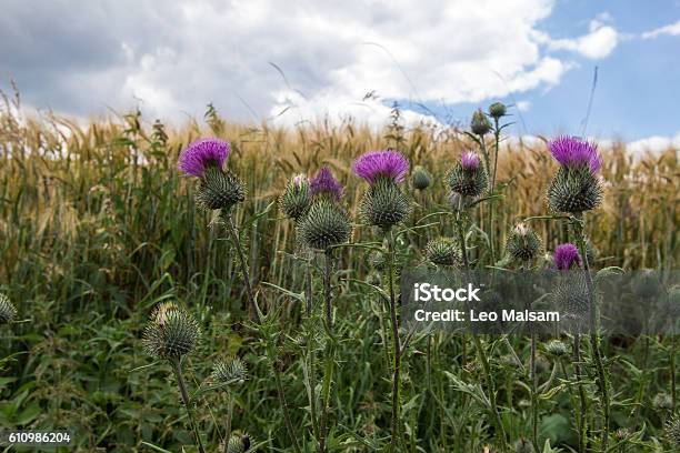 Thistle Stock Photo - Download Image Now - Animal Wildlife, Thistle, Agricultural Field
