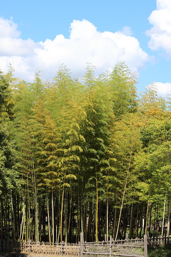 In August 21, 2016 Natural park of Osaka, Japan.