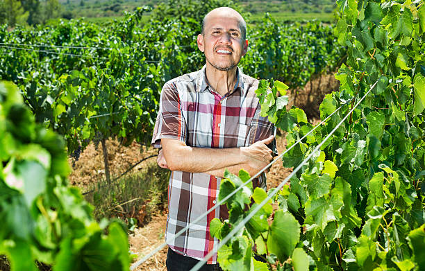 istock Mature man worker among grapes trees 610986672