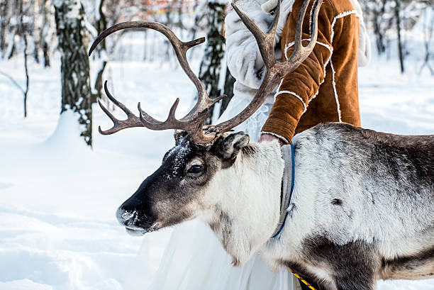 istock deer stands next to the bride and groom 610987008