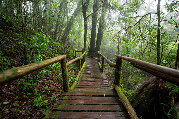 istock Scenic pathway of Ang Ka nature trail Doi Inthanon 610987798