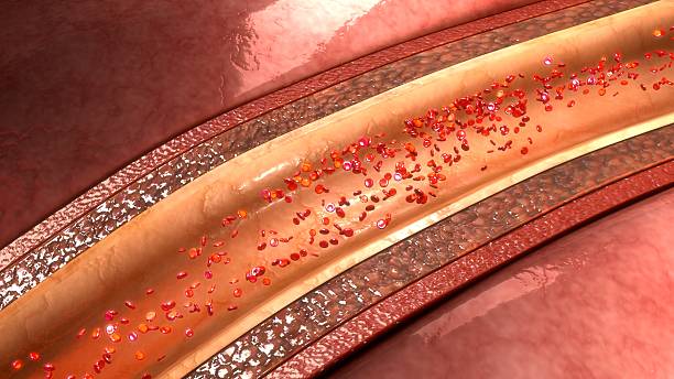 tętnic wieńcowych - human blood vessel human artery human cardiovascular system human vein zdjęcia i obrazy z banku zdjęć