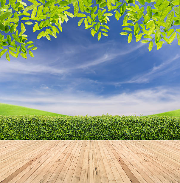 istock Lawn and wooden floor with hedge 610989046
