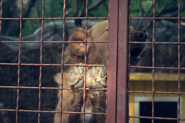 istock Sad dog behind a fence 610989674