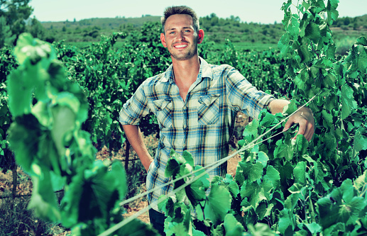 Smiling young man gardener standing among grapes trees on sunny day