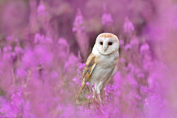 istock Barn owl with pink flowers 610990372